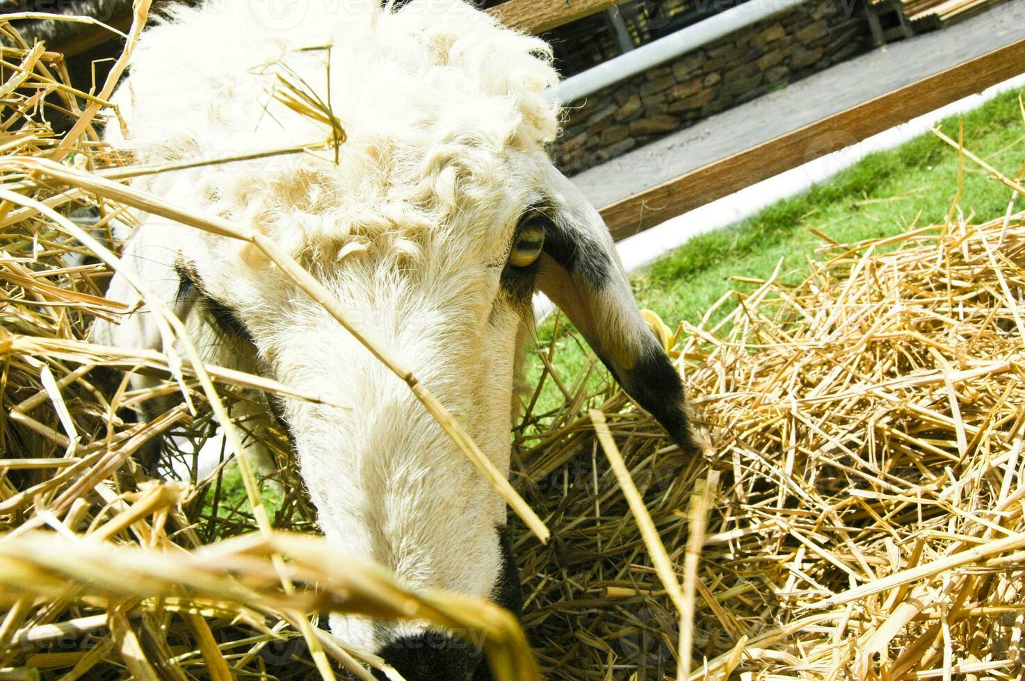 sheep eating straw on the farm photo