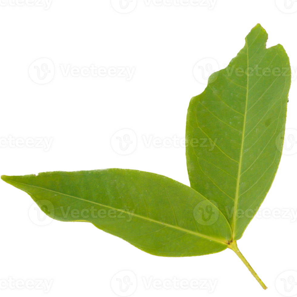 a green leaf with a PNG background
