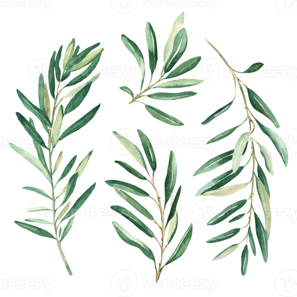 Olive branches set. Watercolor hand drawn botanical illustration. Can be used for cards, logos and package design png