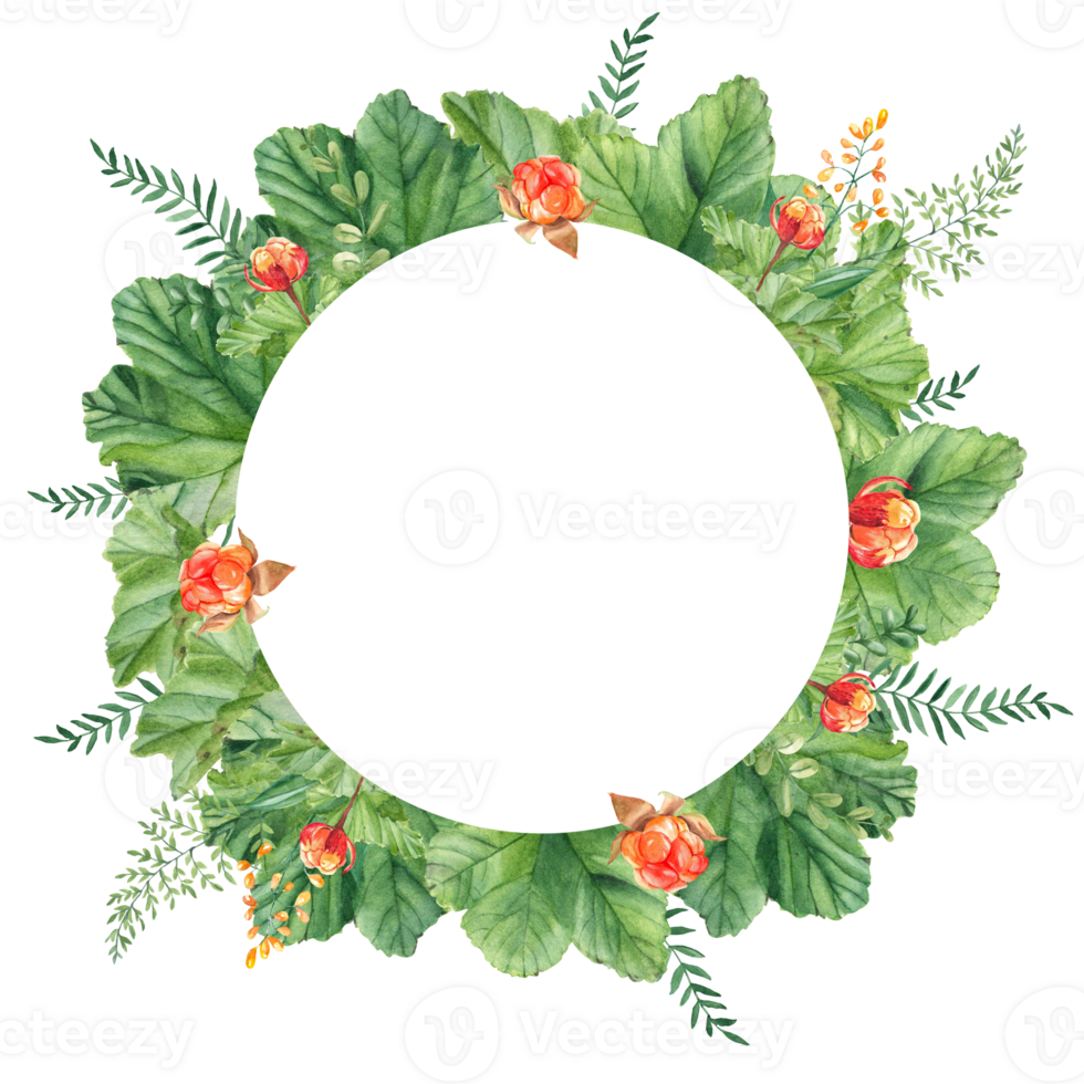 Cloudberry leaves, berries, green branches, yellow wildflowers. Watercolor circle summer forest frame. Hand drawn botanical illustration. Can be used for logo design, as invitation card for birthday png