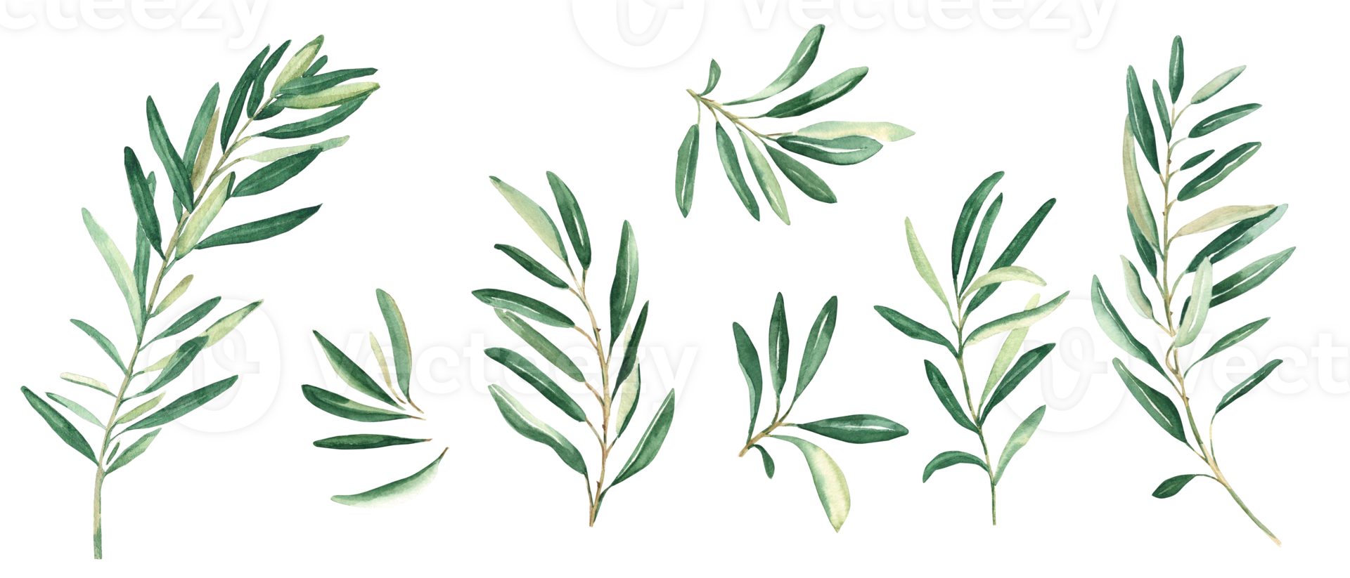 Olive branches set. Watercolor hand drawn botanical illustration. Can be used for cards, logos and package design png
