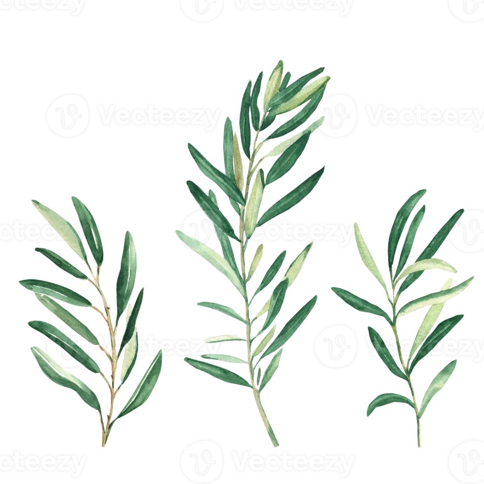 Olive branches set. Watercolor hand drawn botanical illustration. Can be used for cards, logos and package design png