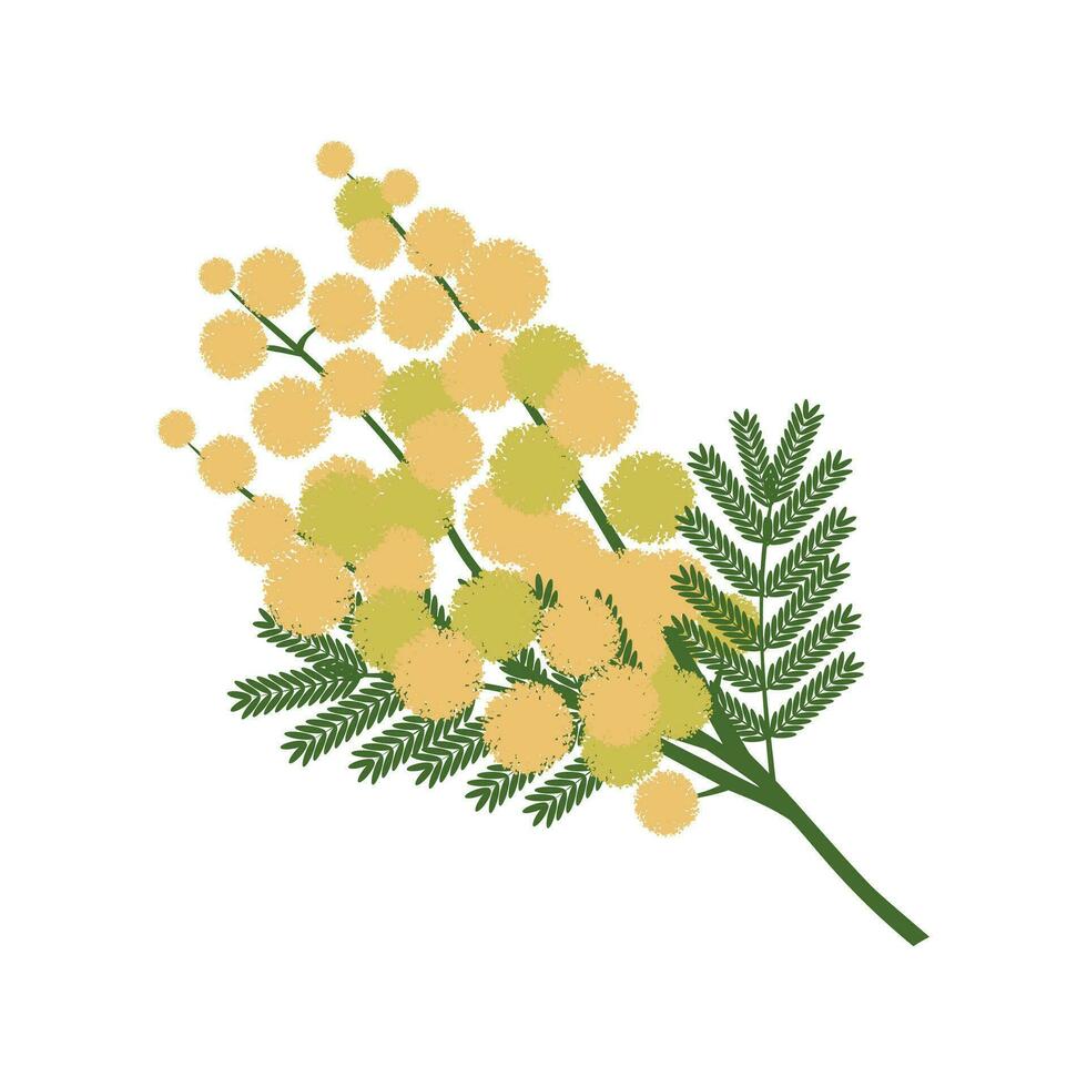 Mimosa branches with yellow round flowers on a white background. Spring card with cute plant. Vector. vector