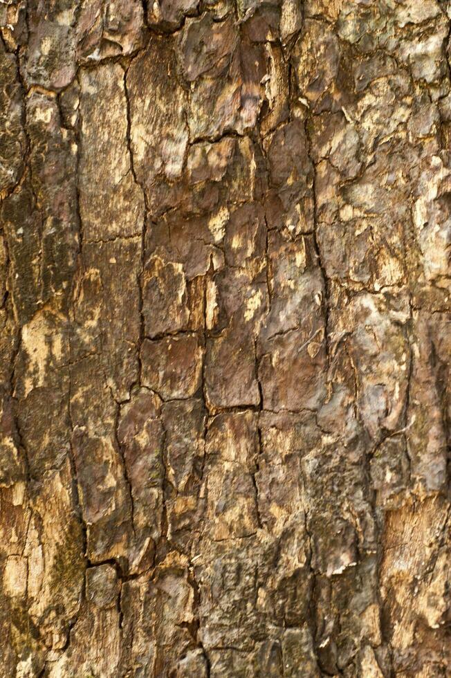 wood  texture for the background photo