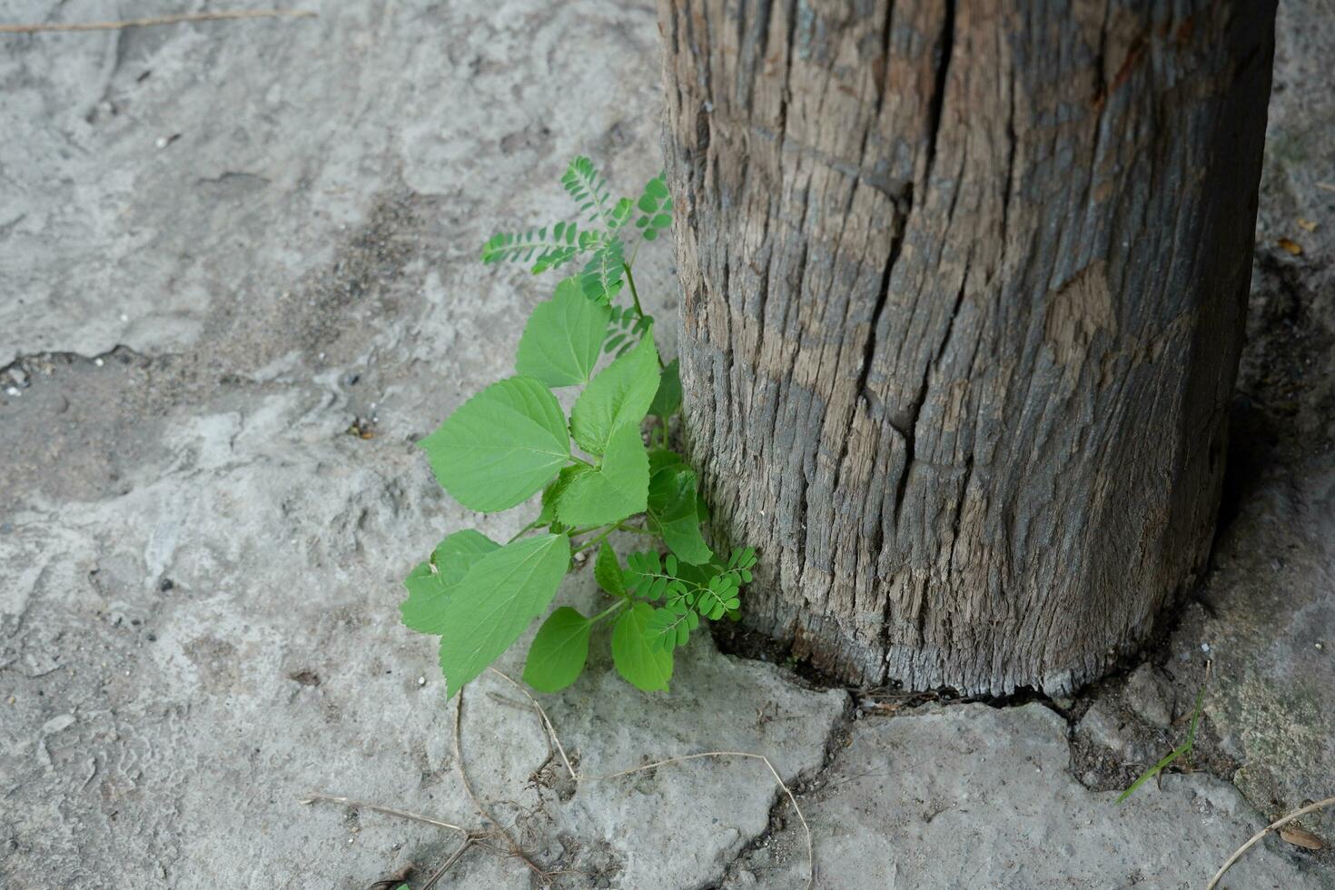 trees growing on cement floor photo