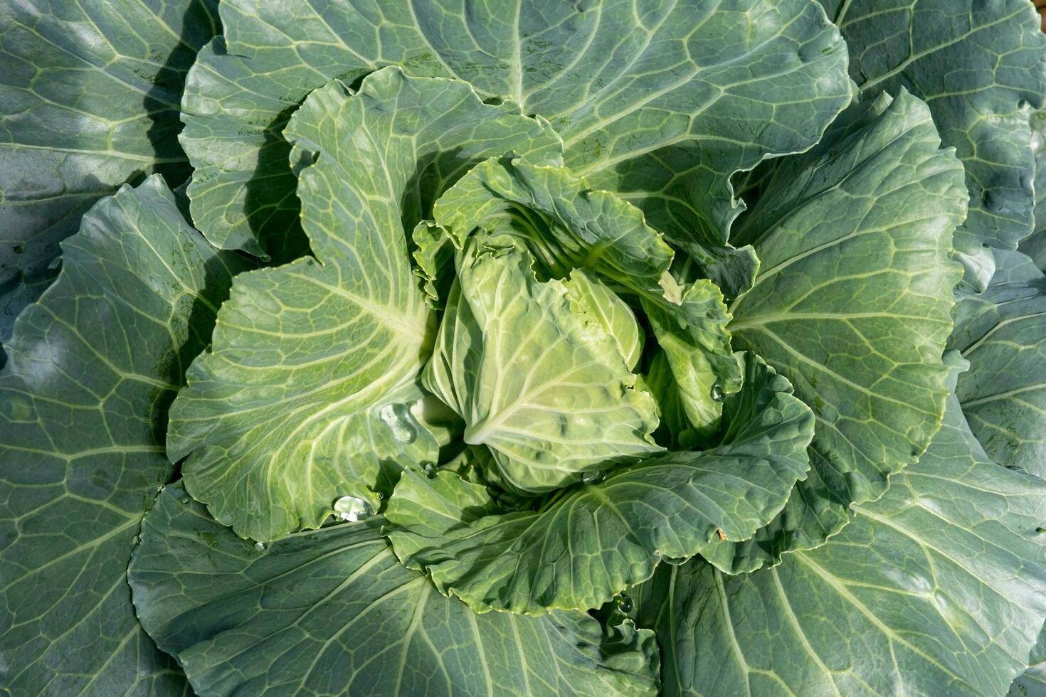 Cabbage in the garden on background. green cabbage trees planted in the soil in organic farm, no chemicals. Scientific name Brassica oleracea var. photo