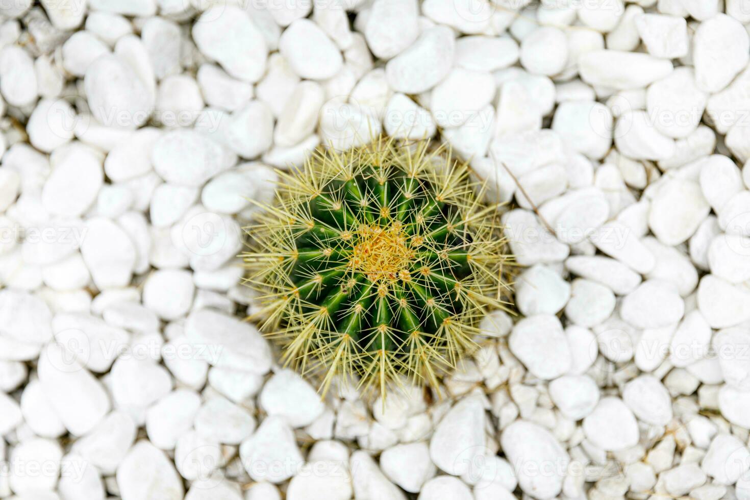 Concept of contemporary and authentic house decor.  cactus plants photo