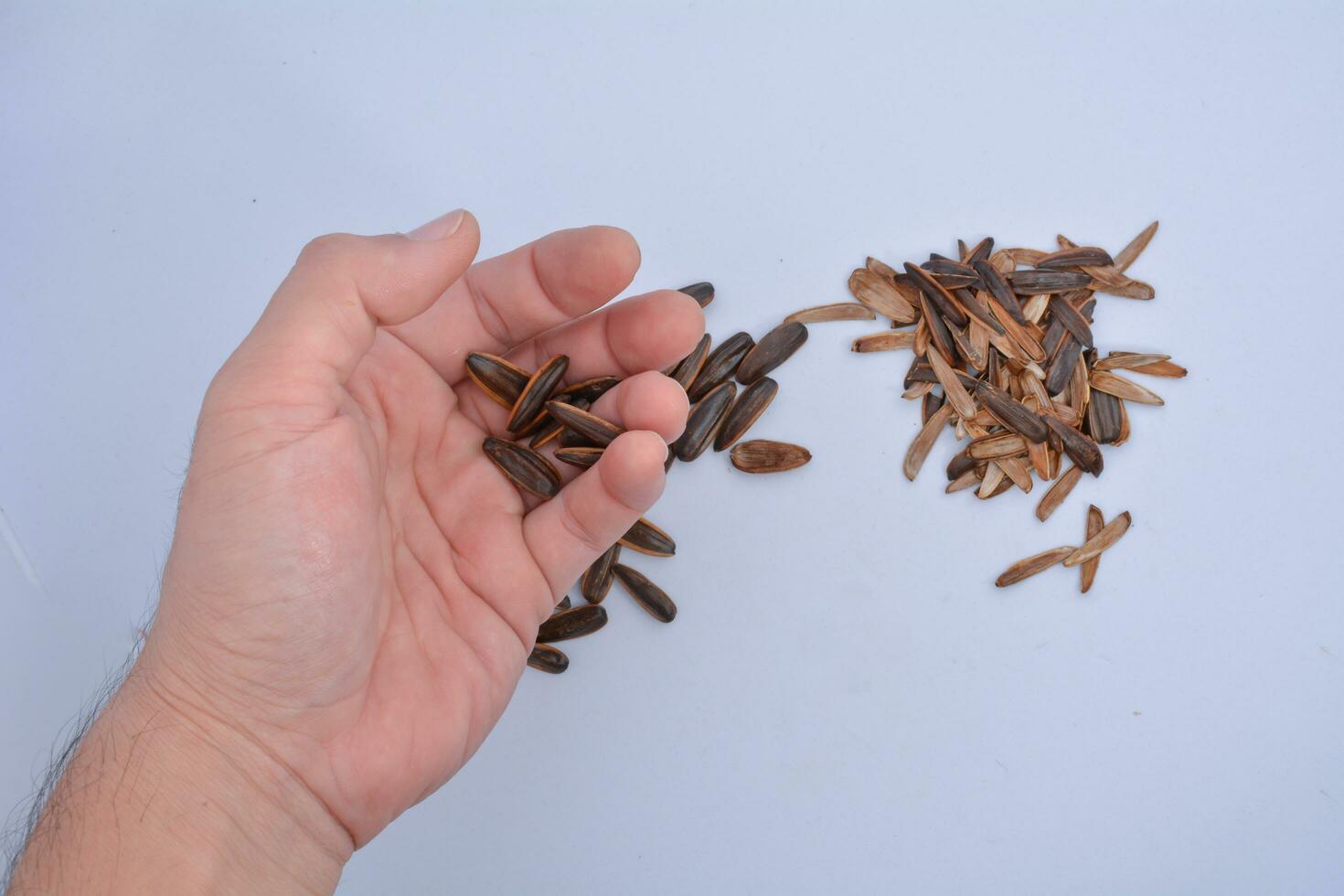 Sunflower seeds and shell after eating, isolate, white background photo