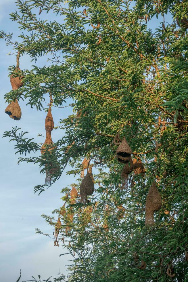 weaver bird's nest on the tamarind tree photo