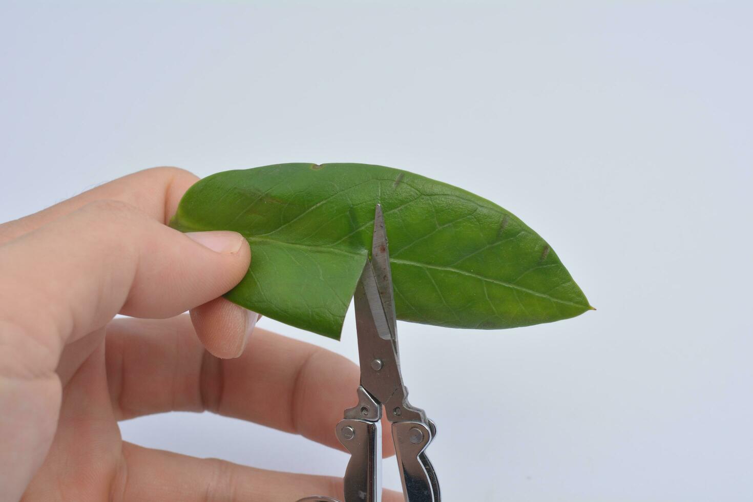 Leaf Cut Stock Photos, Images and Backgrounds for Free Download