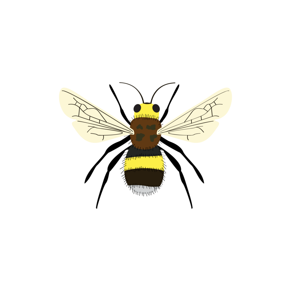 bourdon, d'or abeille, bourdonner abeille sur jaune, transparent Contexte png