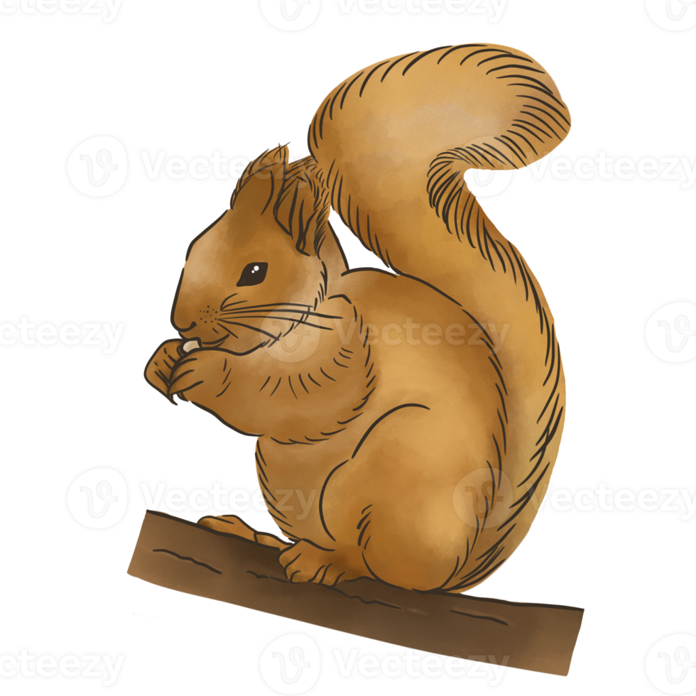 An cute squirrel png