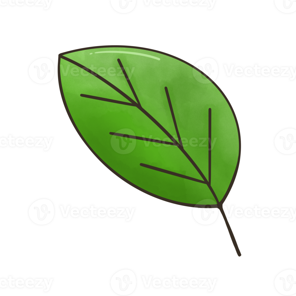 the green leaf png