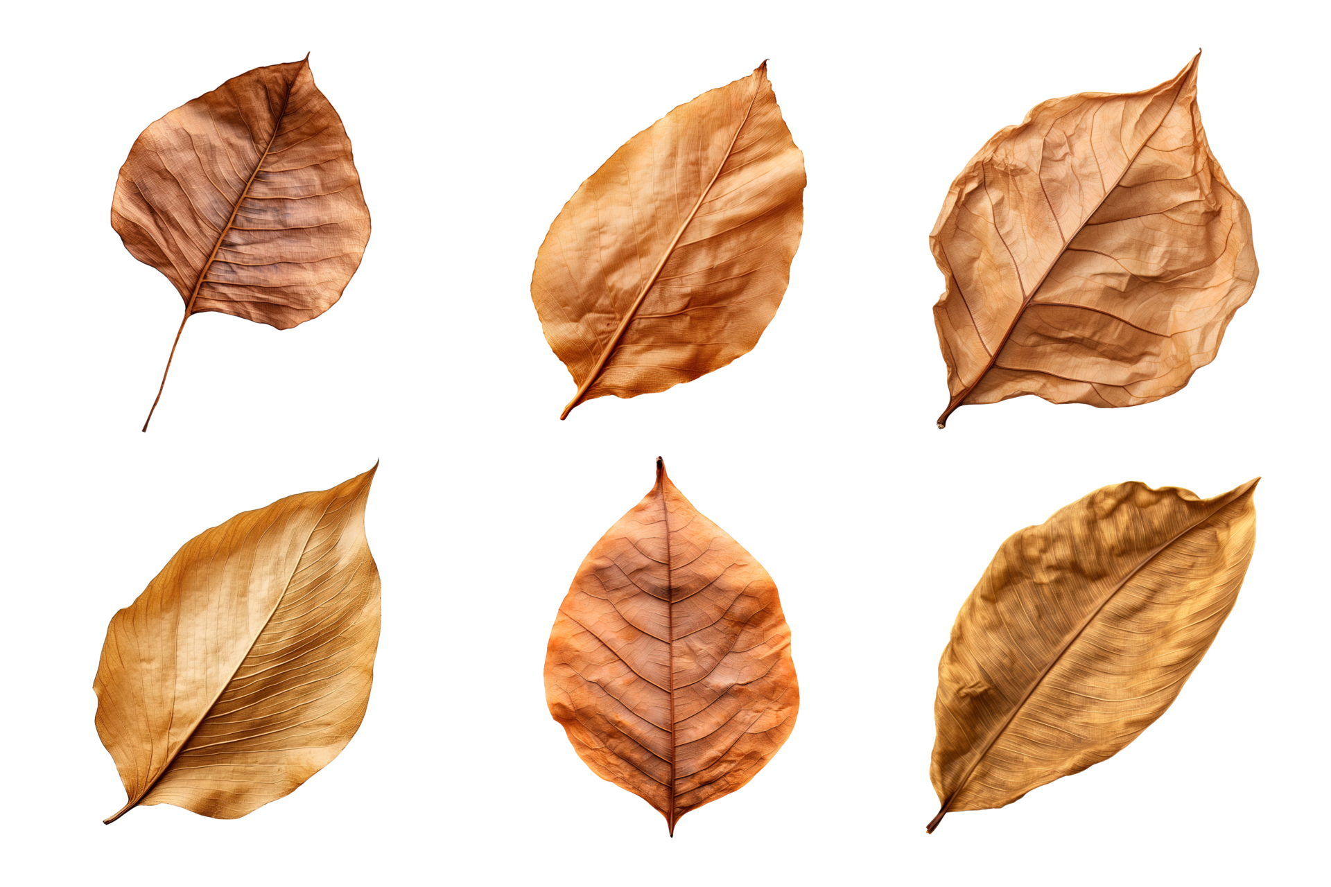 Collection of dried leaves isolated on transparent background. ai