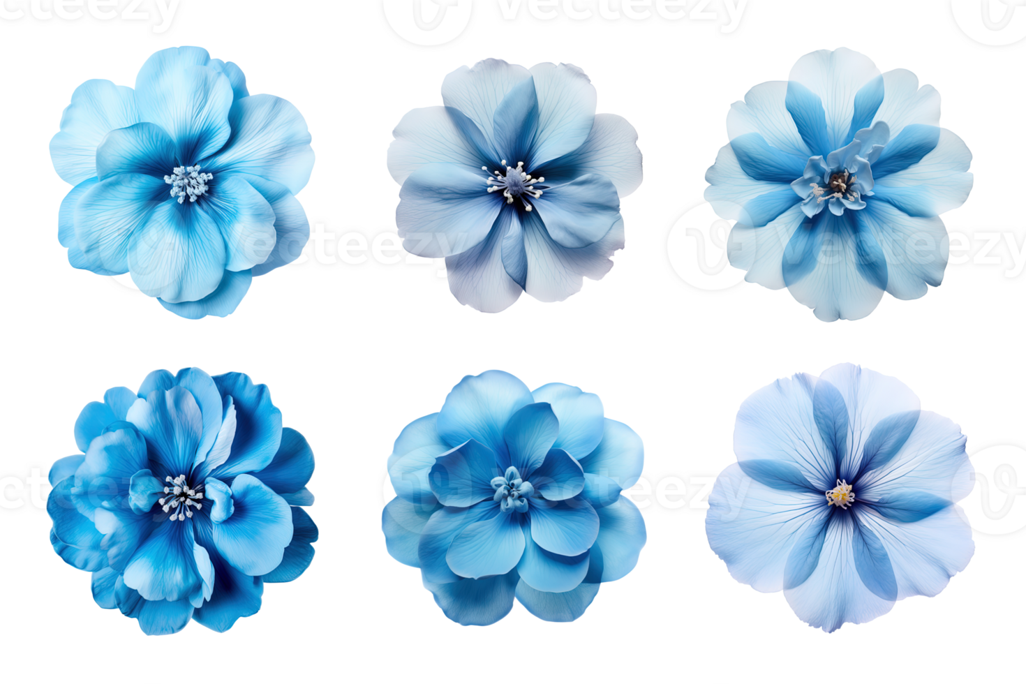 Selection of various blue flowers isolated on transparent background