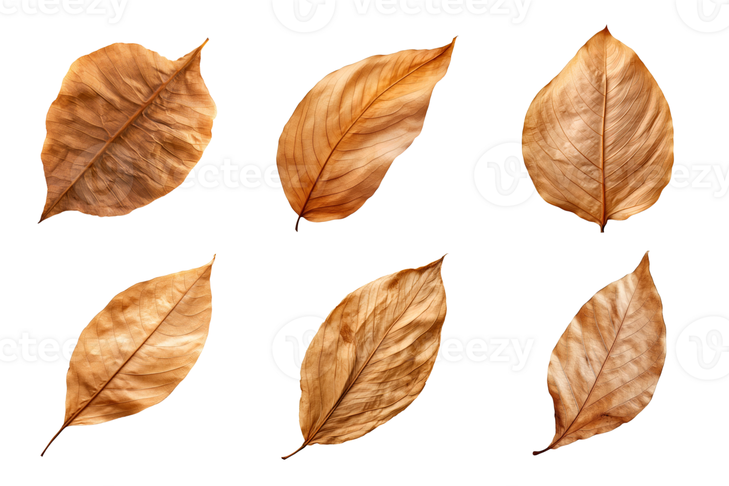 Collection of dried leaves isolated on transparent background. png