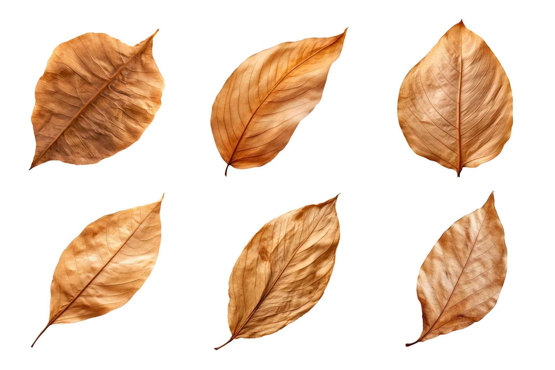 Collection of dried leaves isolated on transparent background. ai