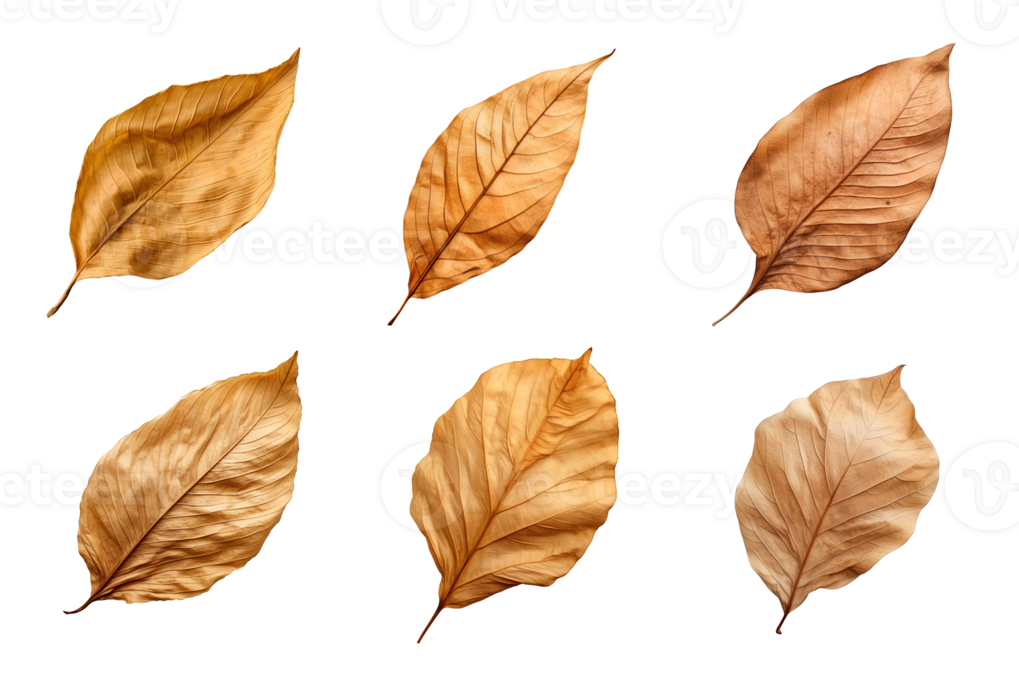 Collection of dried leaves isolated on transparent background. png