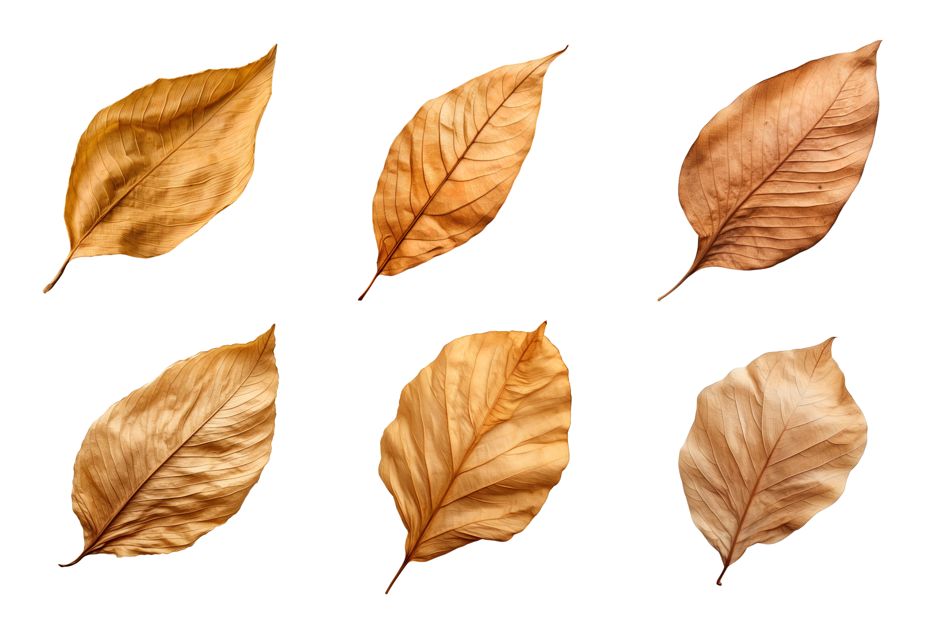 Collection of dried leaves isolated on transparent background. 26552793 PNG