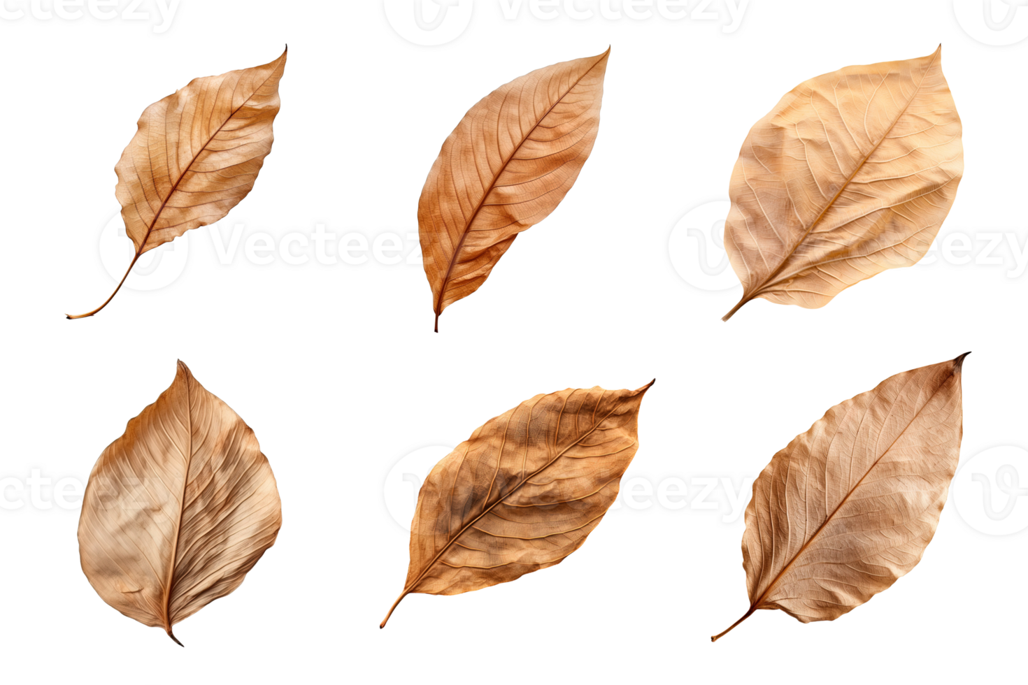 Collection of dried leaves isolated on transparent background. png