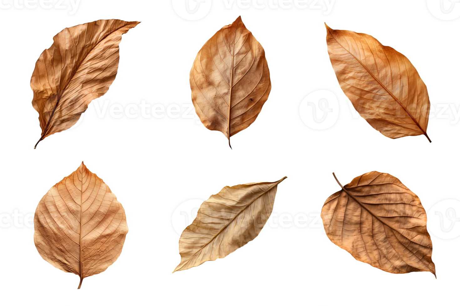 Collection of dried leaves isolated on transparent background. png
