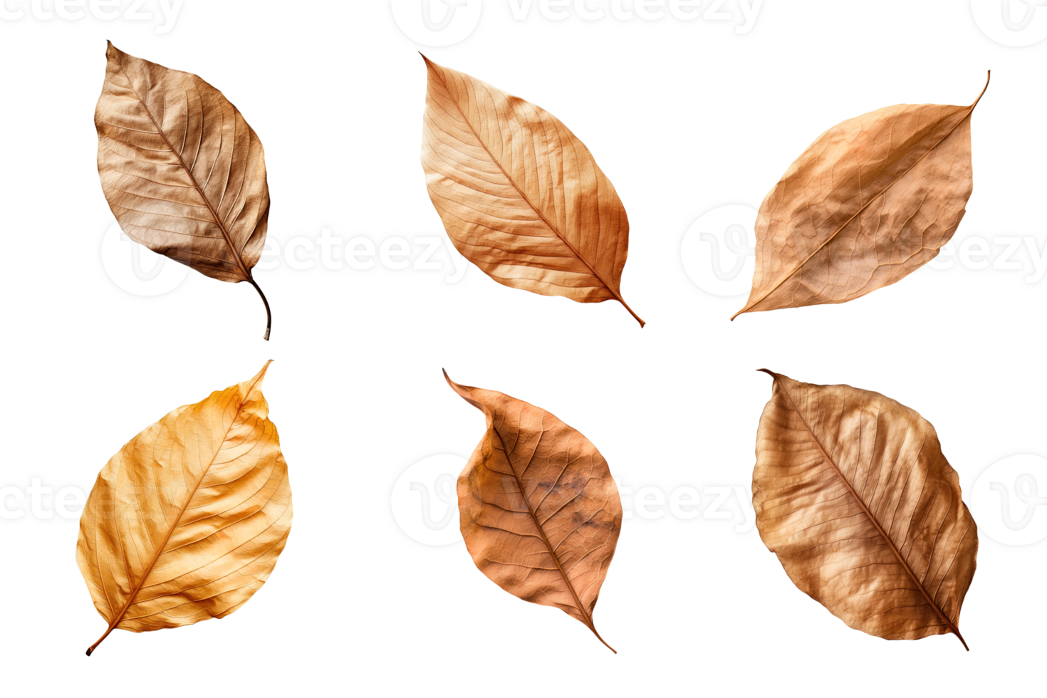 Collection of dried leaves isolated on transparent background. png