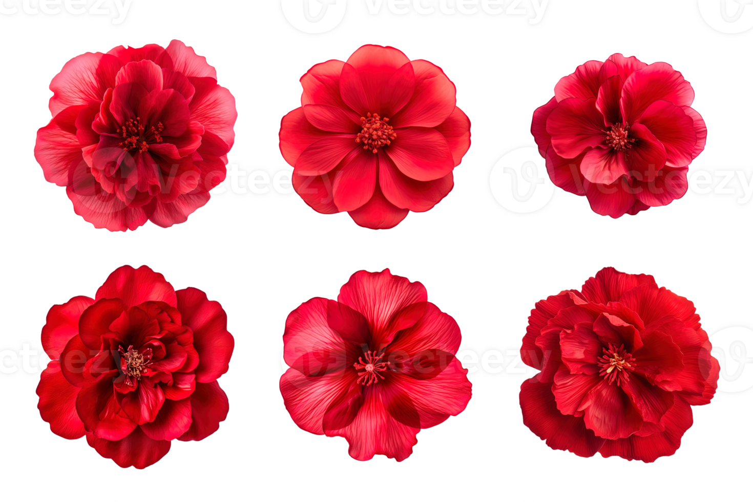 Selection of various red flowers isolated on transparent background png