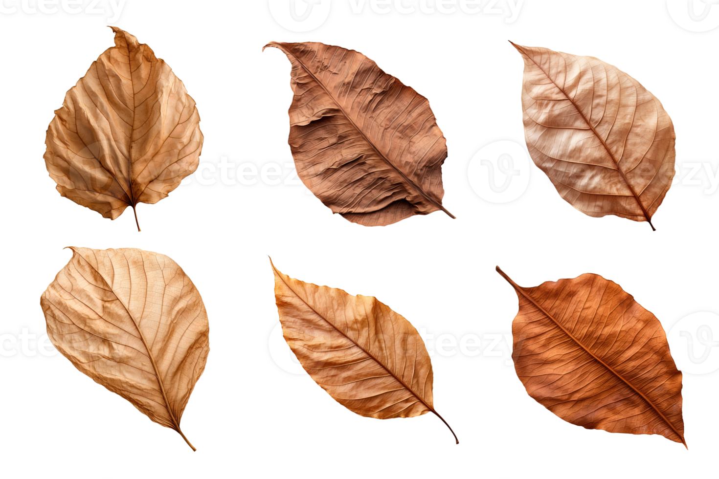 Collection of dried leaves isolated on transparent background. ai