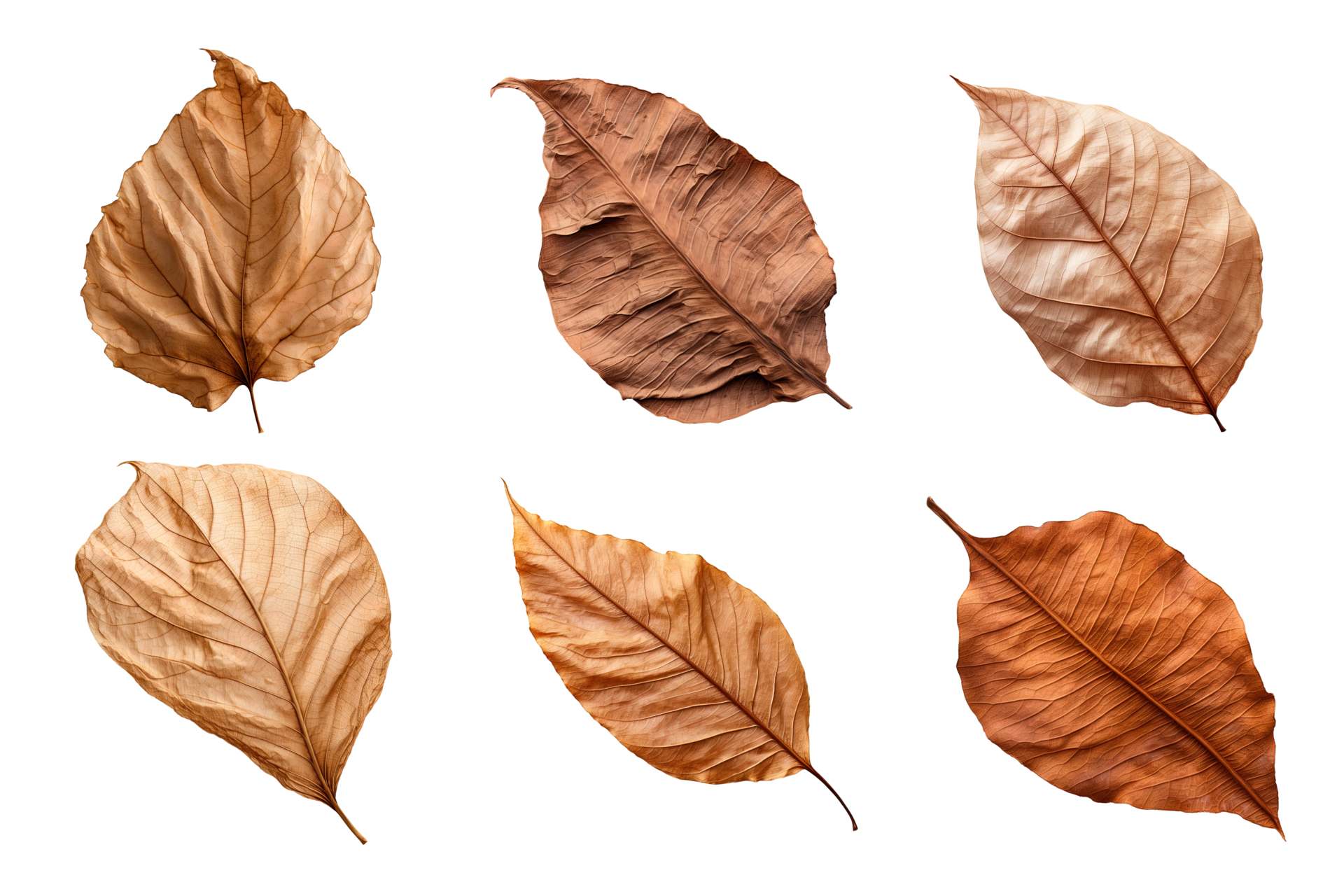 Collection of dried leaves isolated on transparent background. ai generated  26552825 PNG