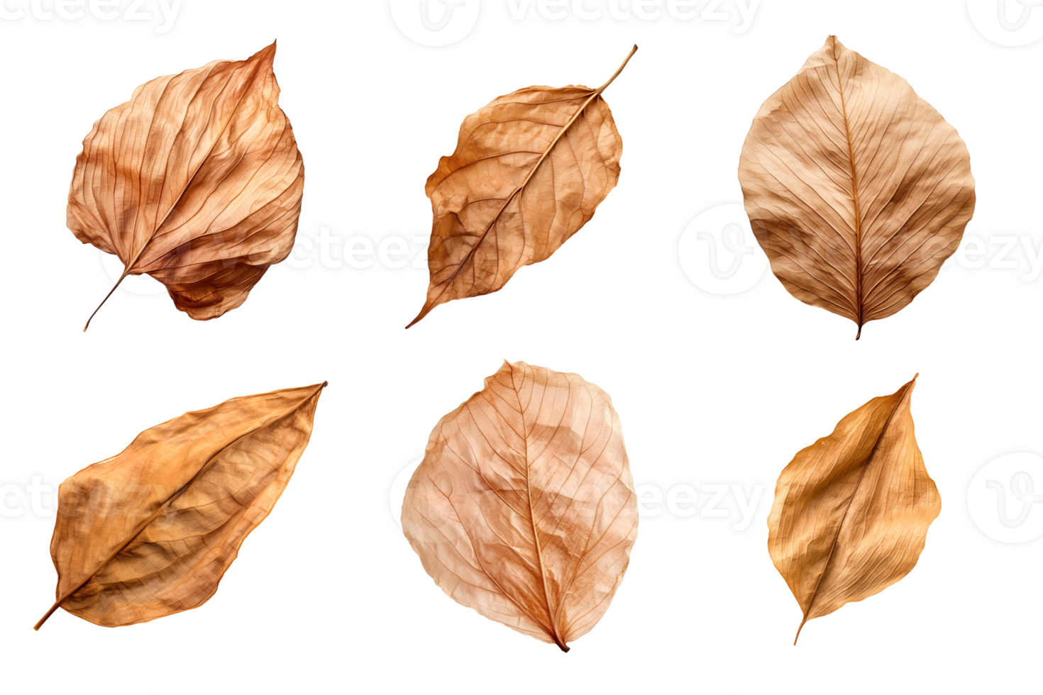Collection of dried leaves isolated on transparent background. png