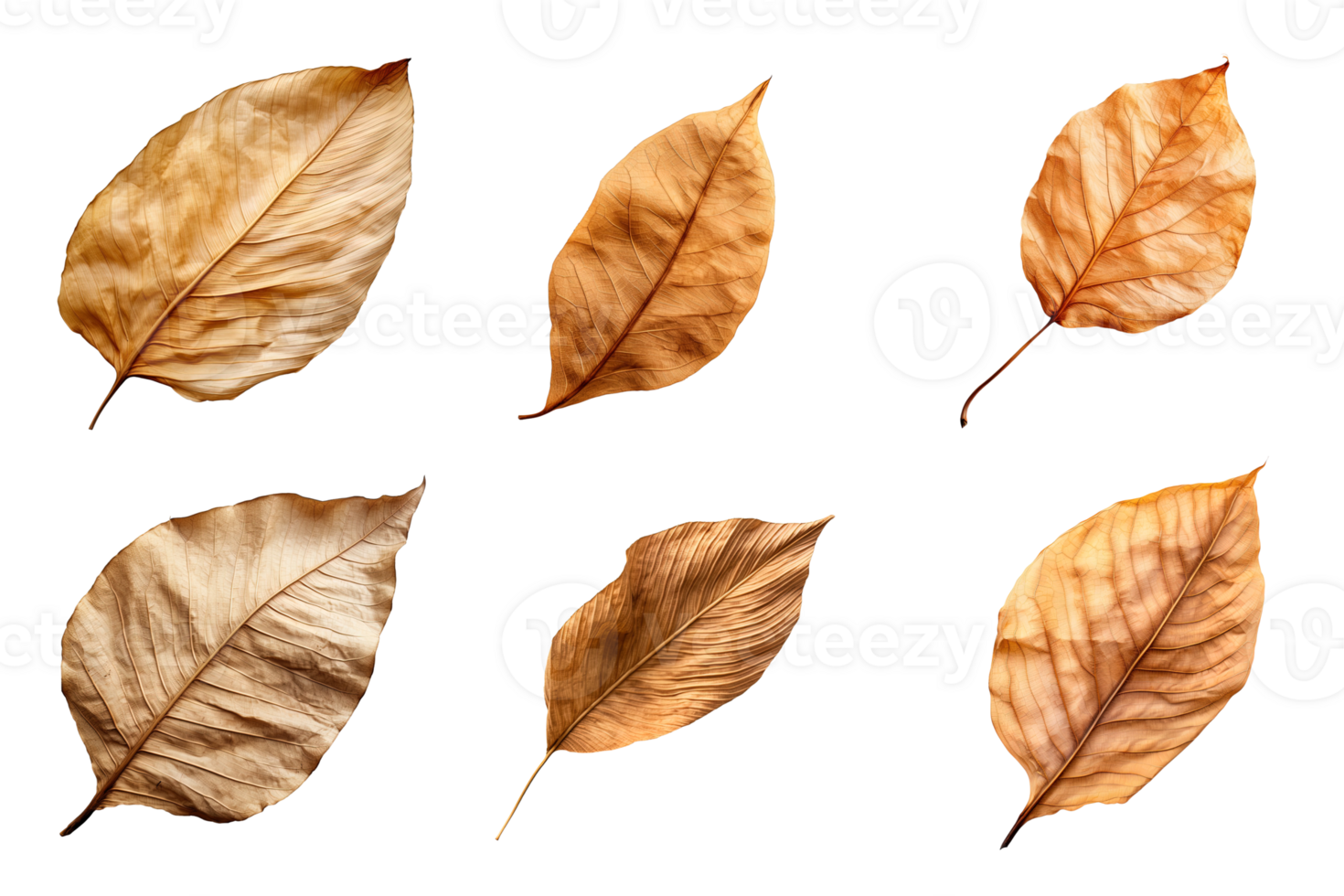 Collection of dried leaves isolated on transparent background. png