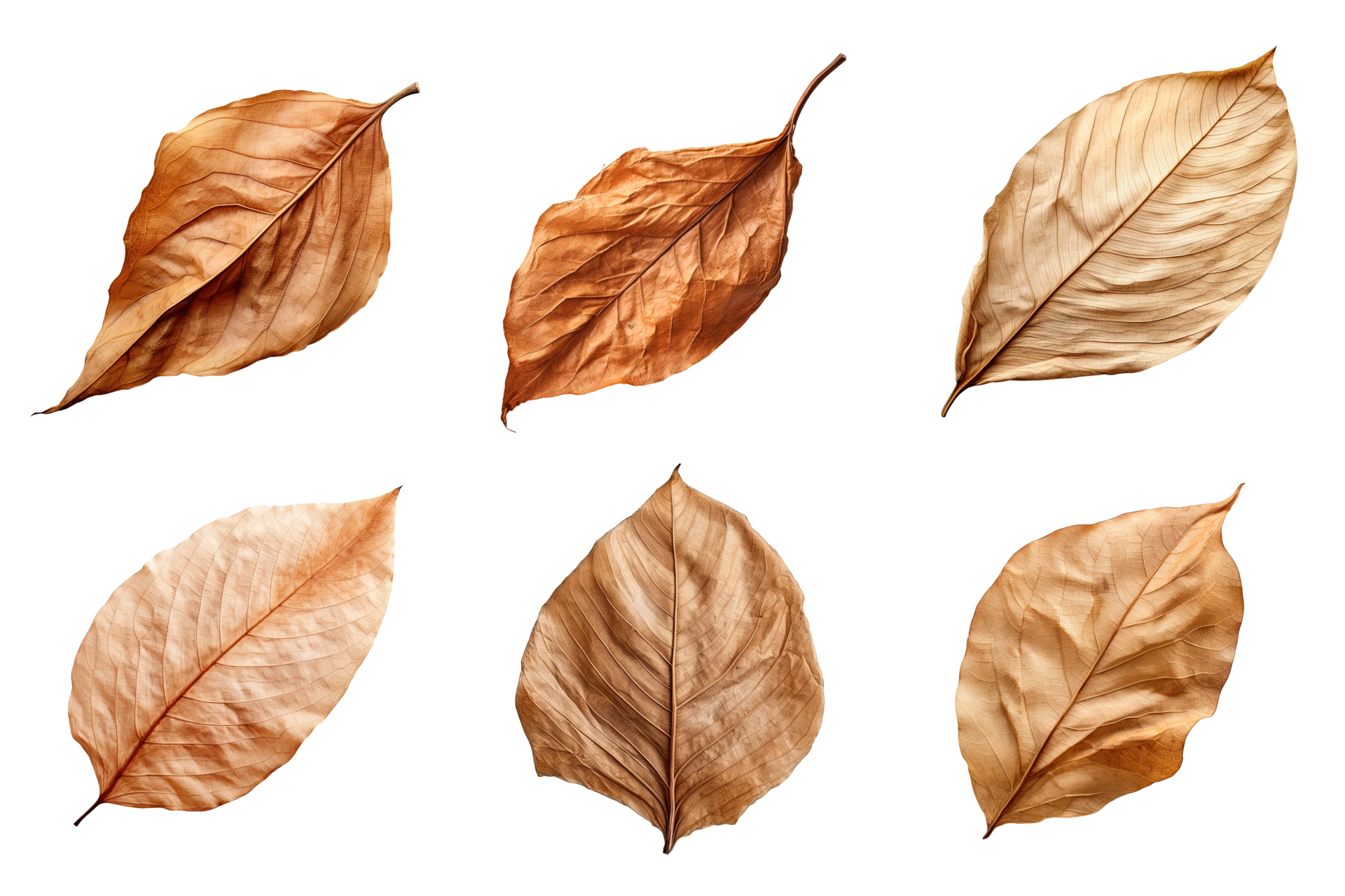 Collection of dried leaves isolated on transparent background. ai