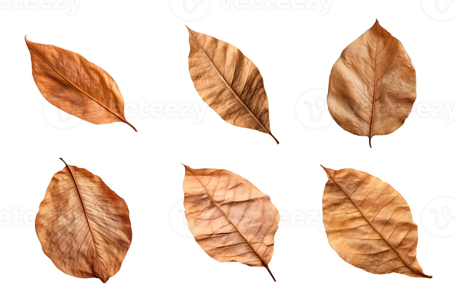 Collection of dried leaves isolated on transparent background. png