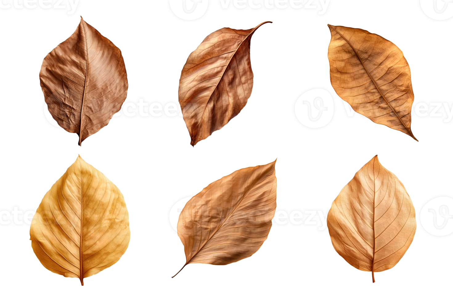 Collection of dried leaves isolated on transparent background. png