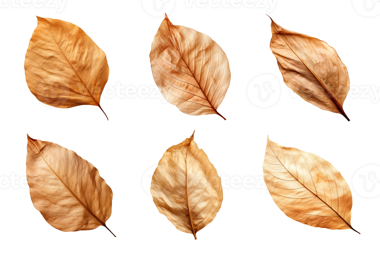 Collection of dried leaves isolated on transparent background. png