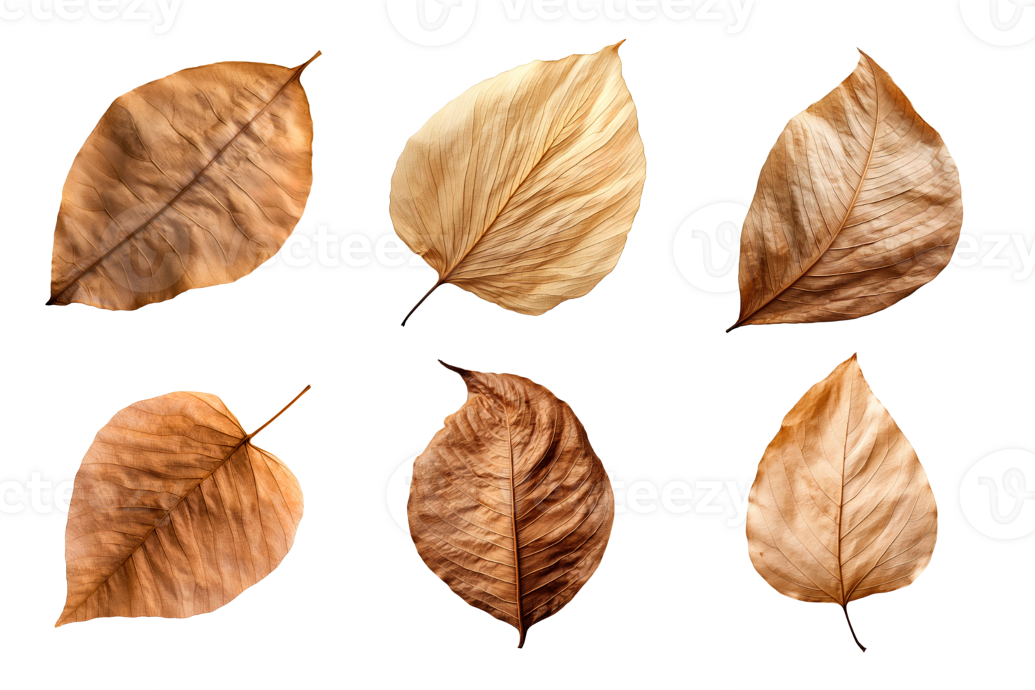 Collection of dried leaves isolated on transparent background. png