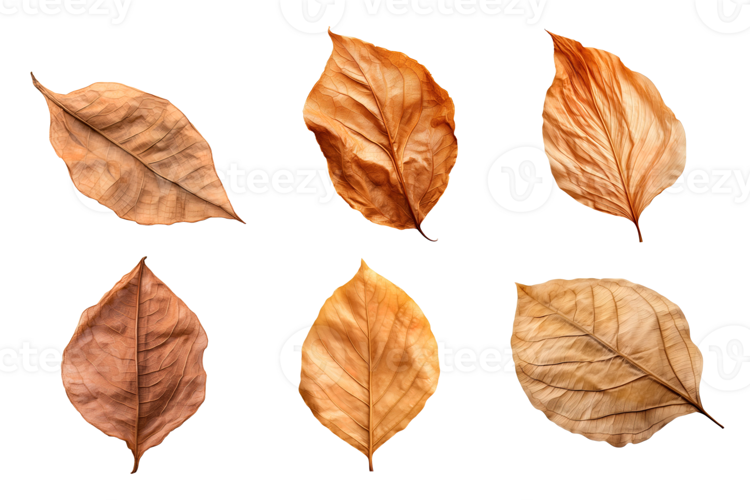 Collection of dried leaves isolated on transparent background. ai