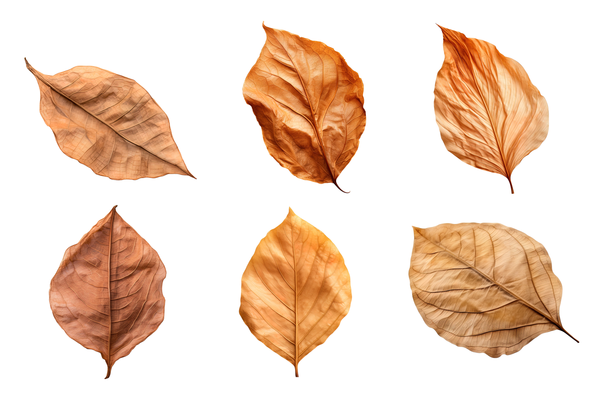 Collection of dried leaves isolated on transparent background. 26553086 PNG