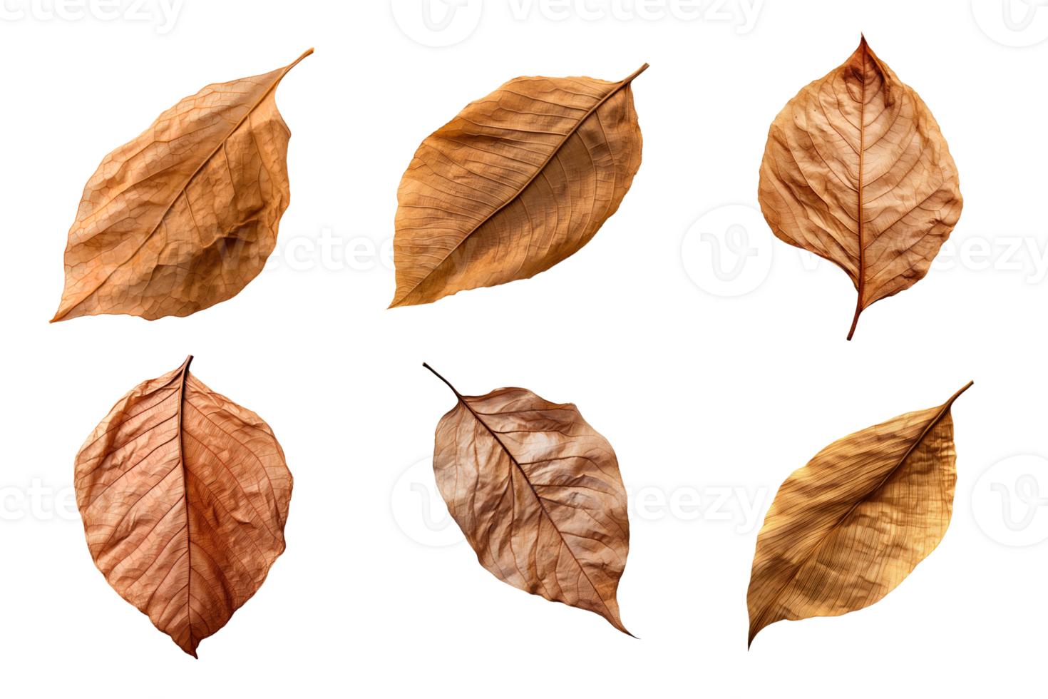 Collection of dried leaves isolated on transparent background. png