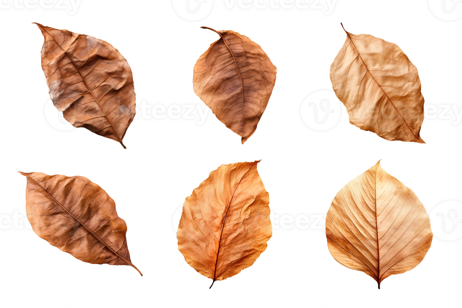 Collection of dried leaves isolated on transparent background. png