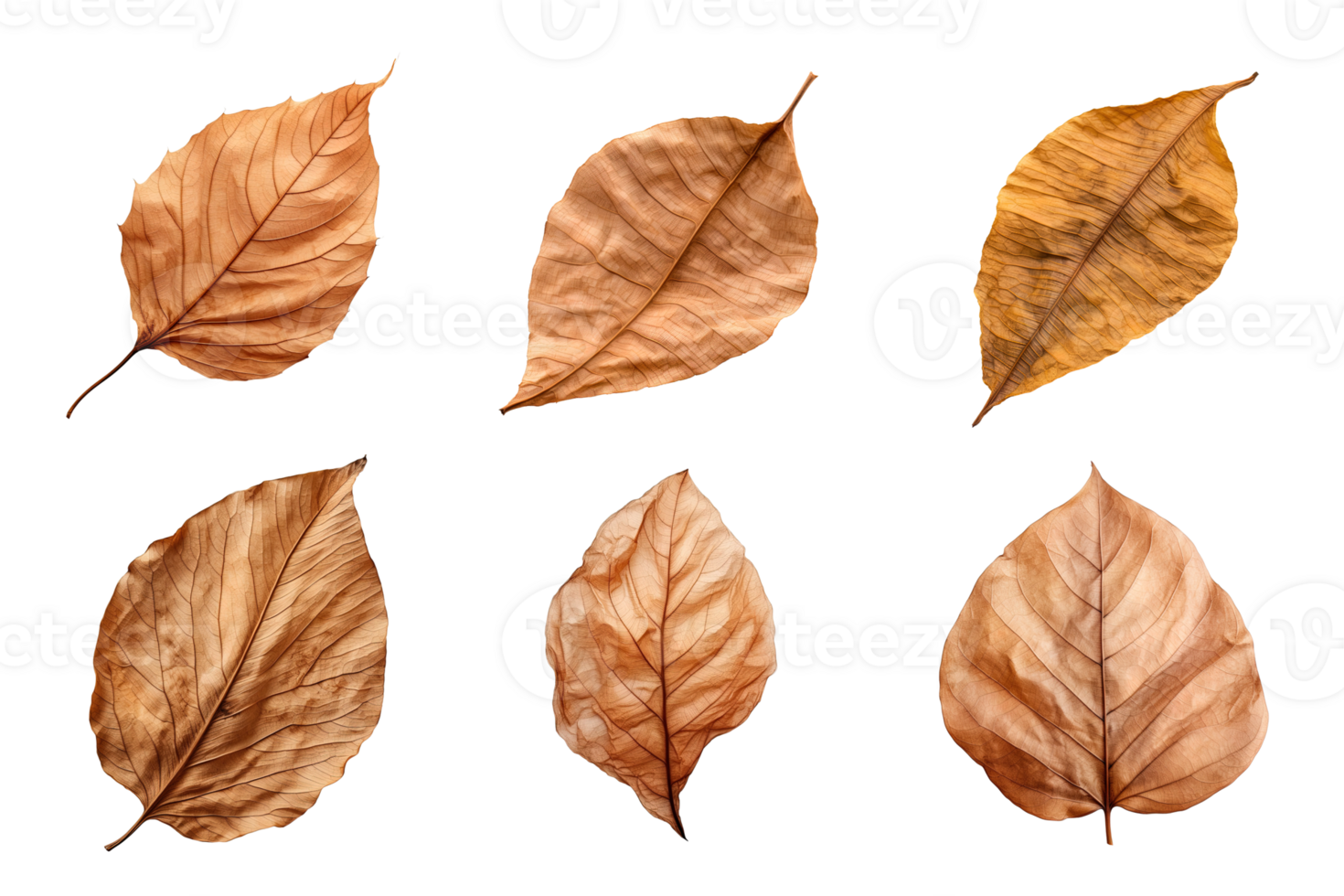 Collection of dried leaves isolated on transparent background. png