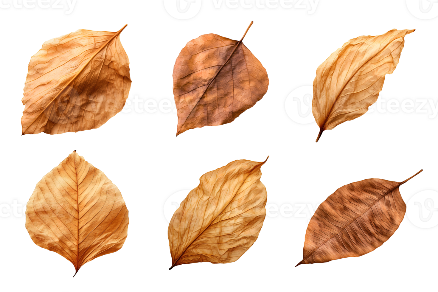 Collection of dried leaves isolated on transparent background. png