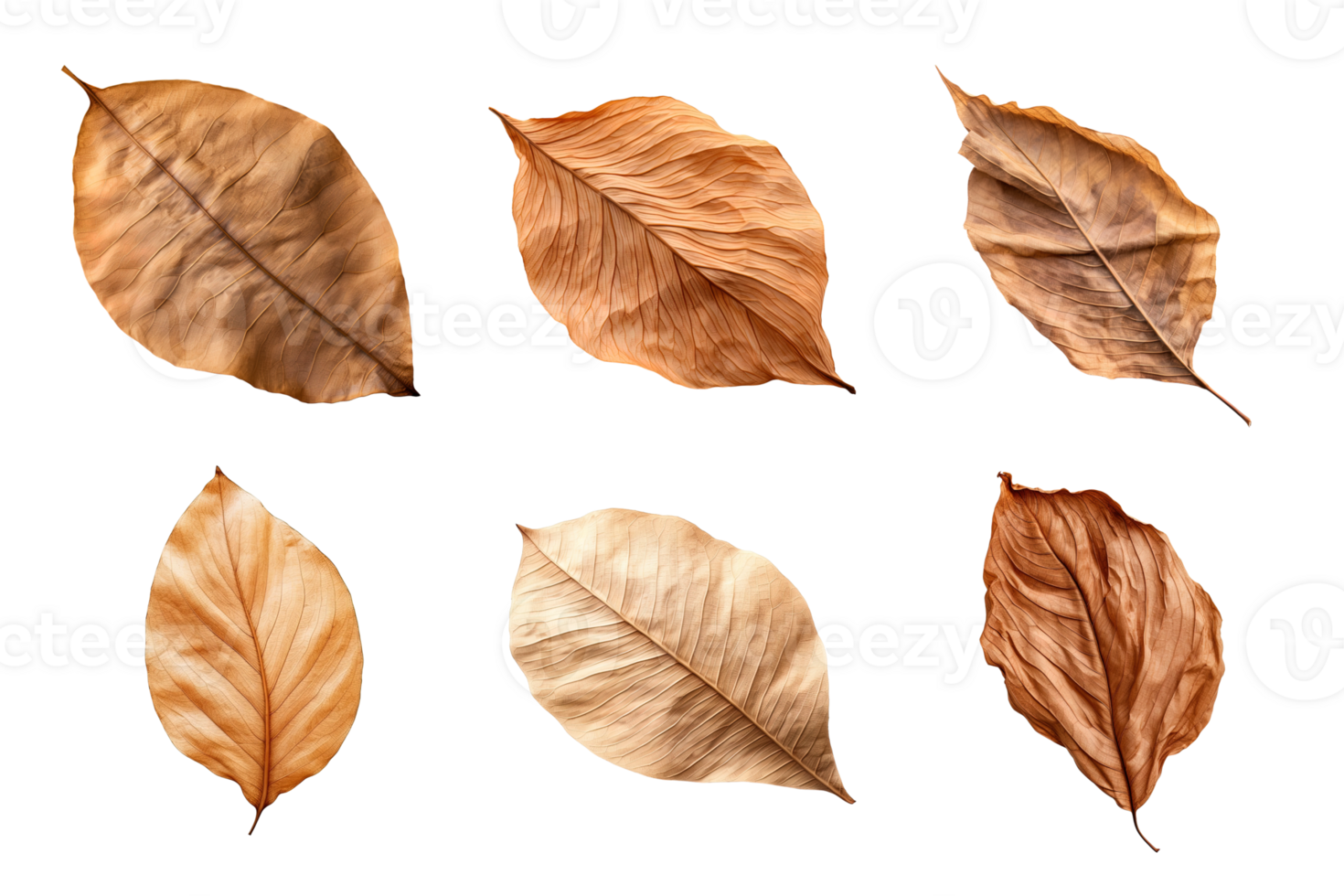 Collection of dried leaves isolated on transparent background. png