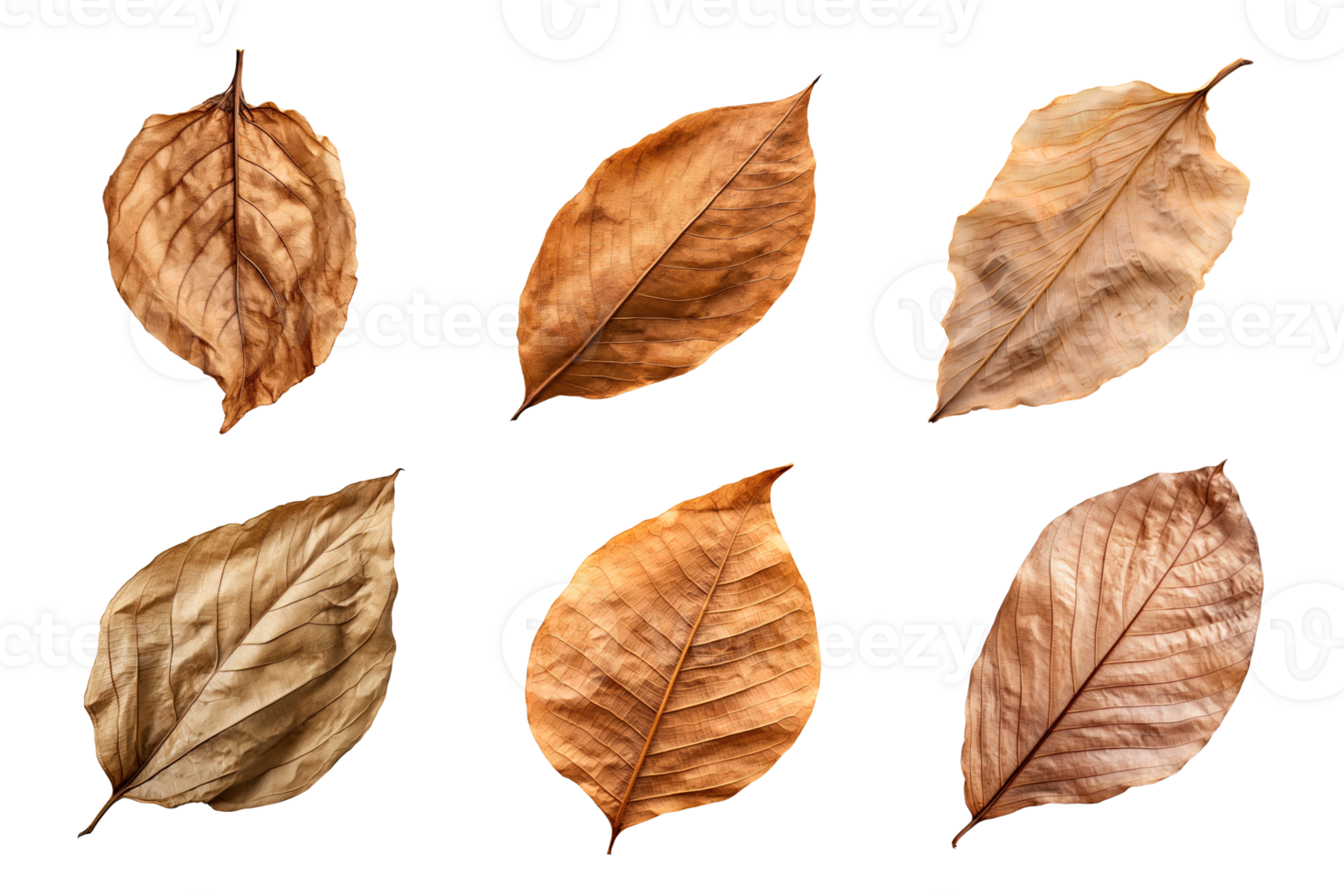 Collection of dried leaves isolated on transparent background. ai generated  26553121 PNG