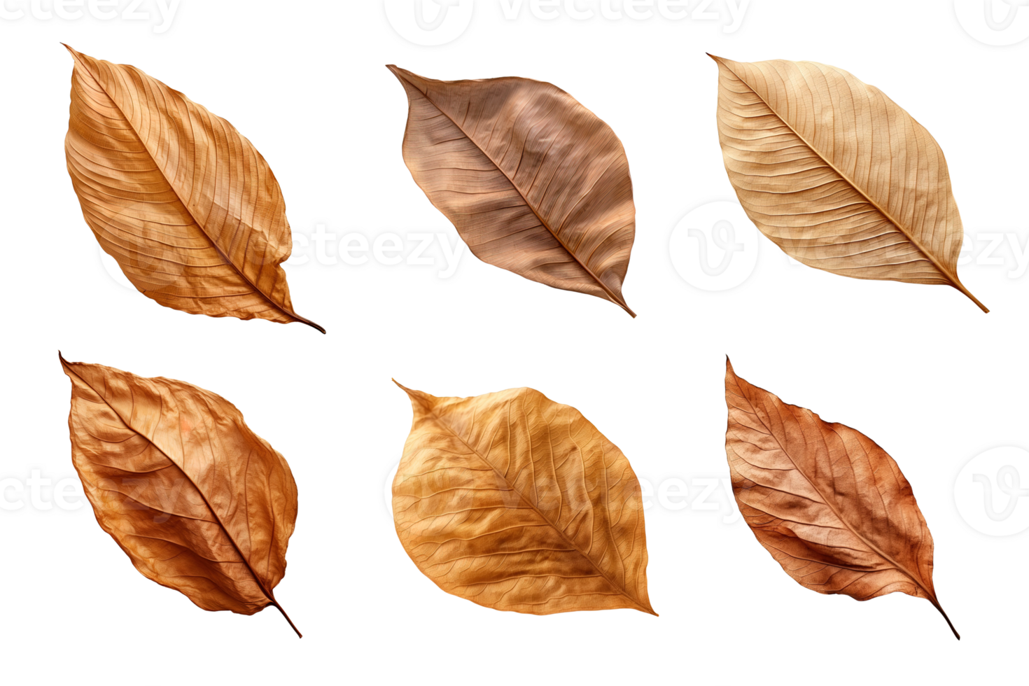 Collection of dried leaves isolated on transparent background. ai