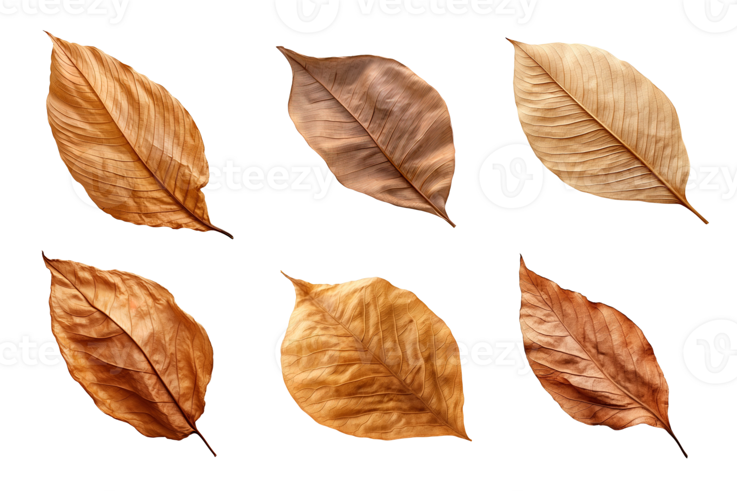 Collection of dried leaves isolated on transparent background. png
