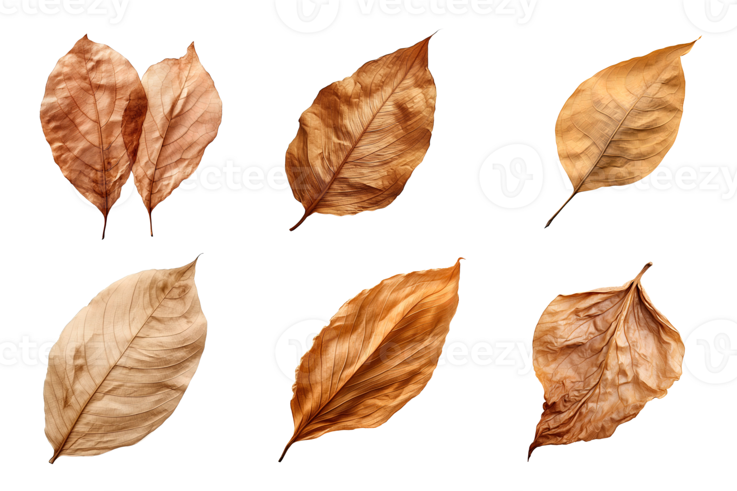 Collection of dried leaves isolated on transparent background. png