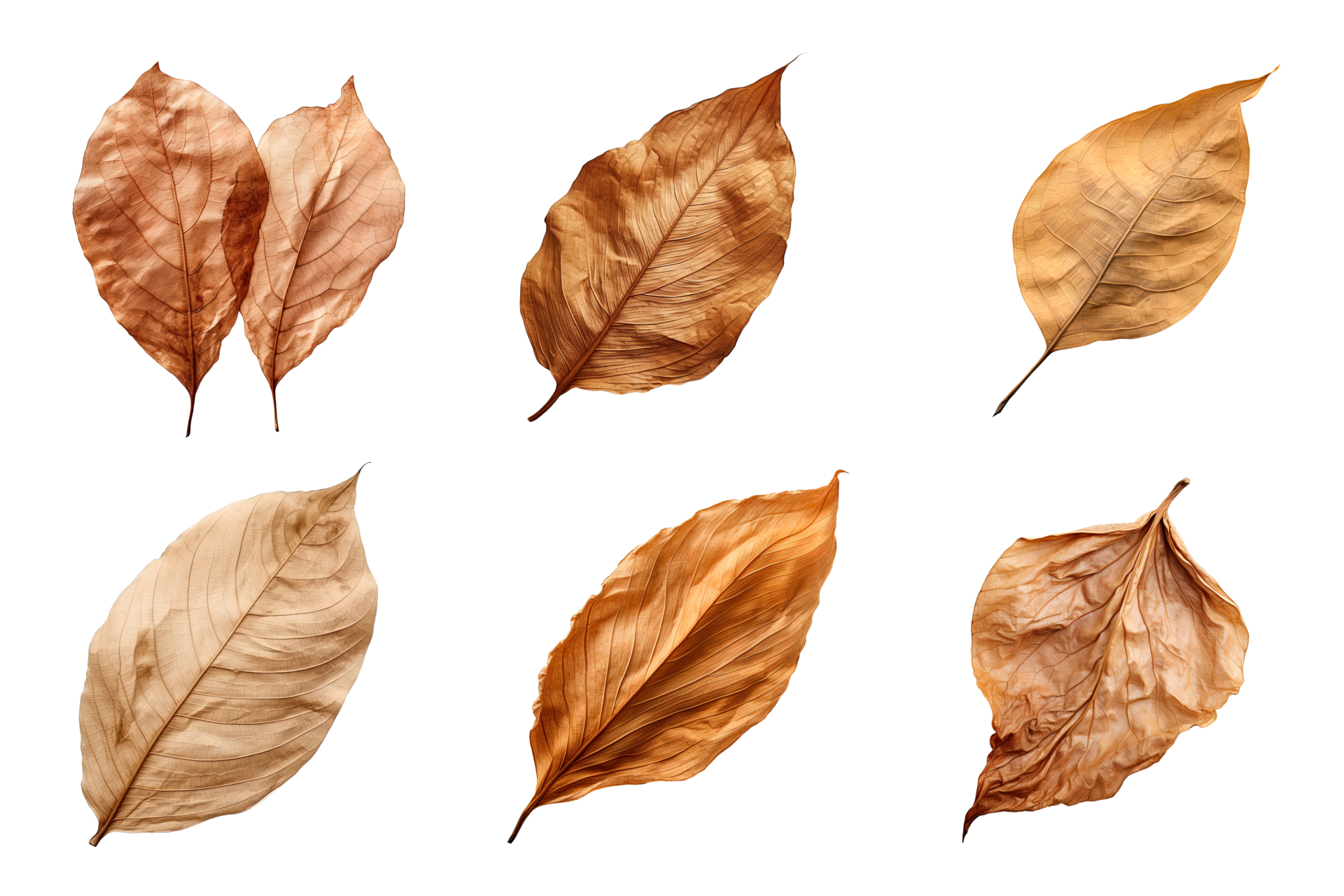 Collection of dried leaves isolated on transparent background. ai generated  26553121 PNG