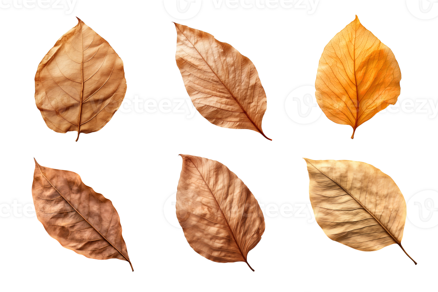 Collection of dried leaves isolated on transparent background. png