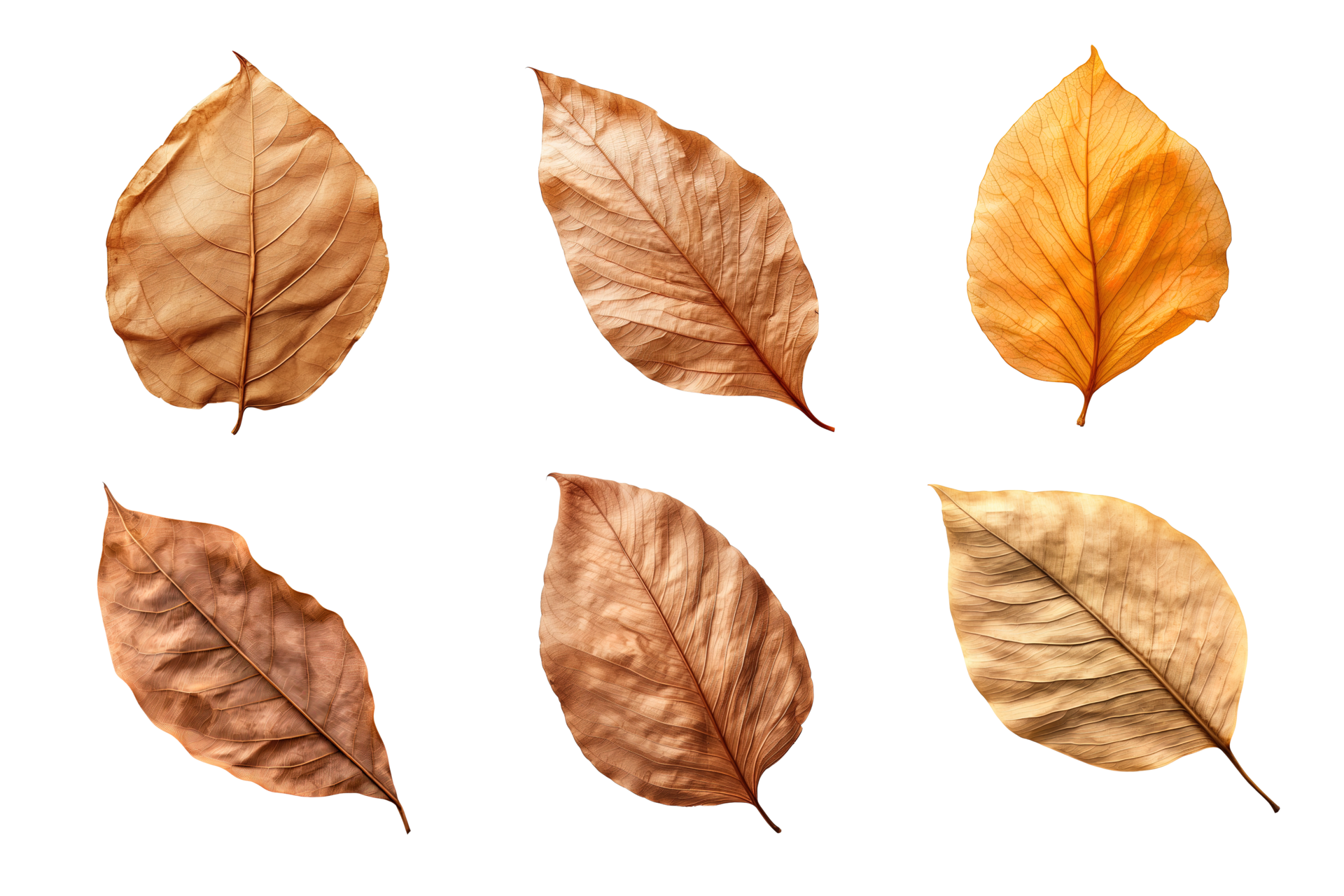 Collection of dried leaves isolated on transparent background. ai generated  26553180 PNG